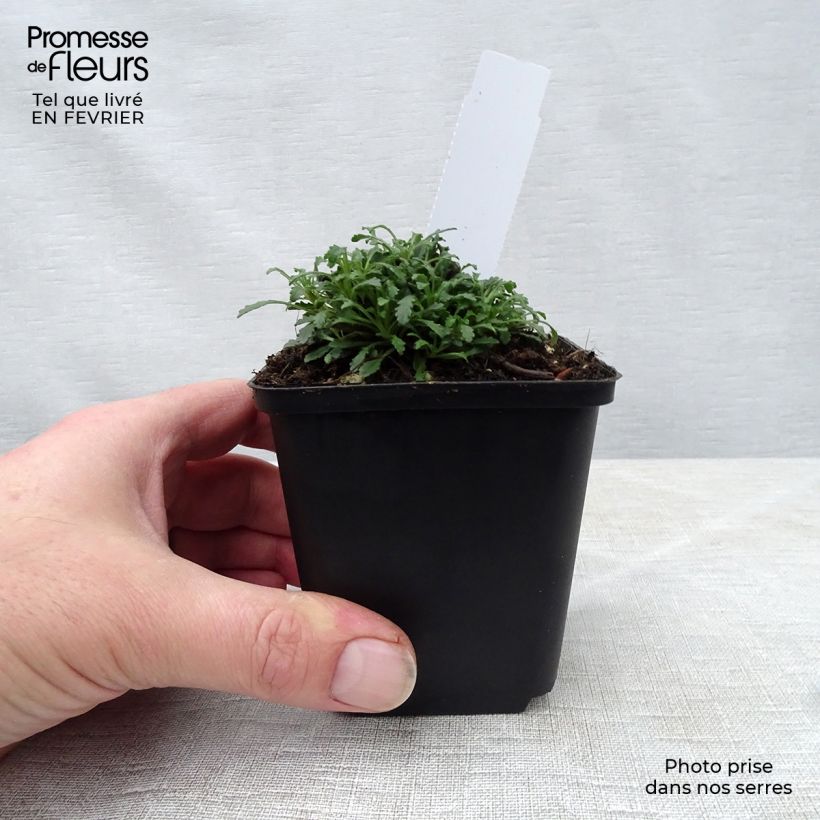 Amostra de Erinus alpinus Dr Hähnle - Erine des Alpes Vaso de 8/9 cm tal como entregue no inverno