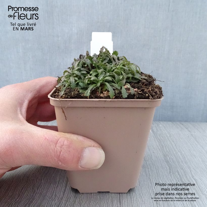 Amostra de Erinus alpinus Hähnle Vaso de 8/9 cm tal como entregue na primavera