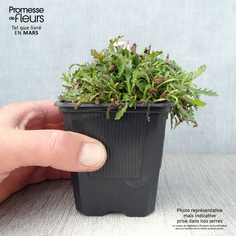 Amostra de Erinus alpinus Vaso de 8/9 cm tal como entregue na primavera