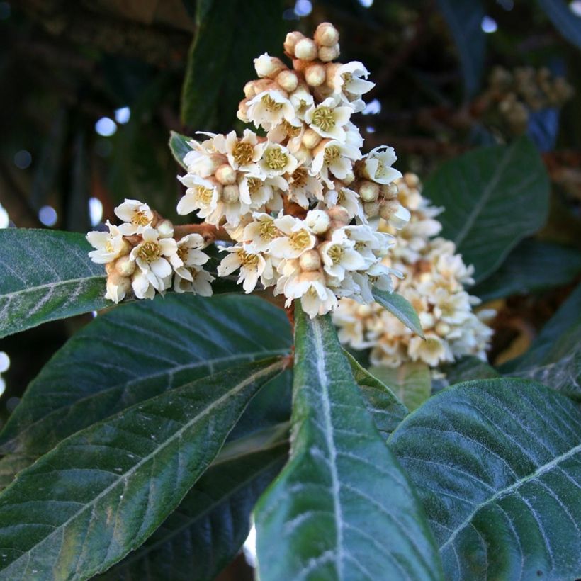 Eriobotrya japonica (Floração)