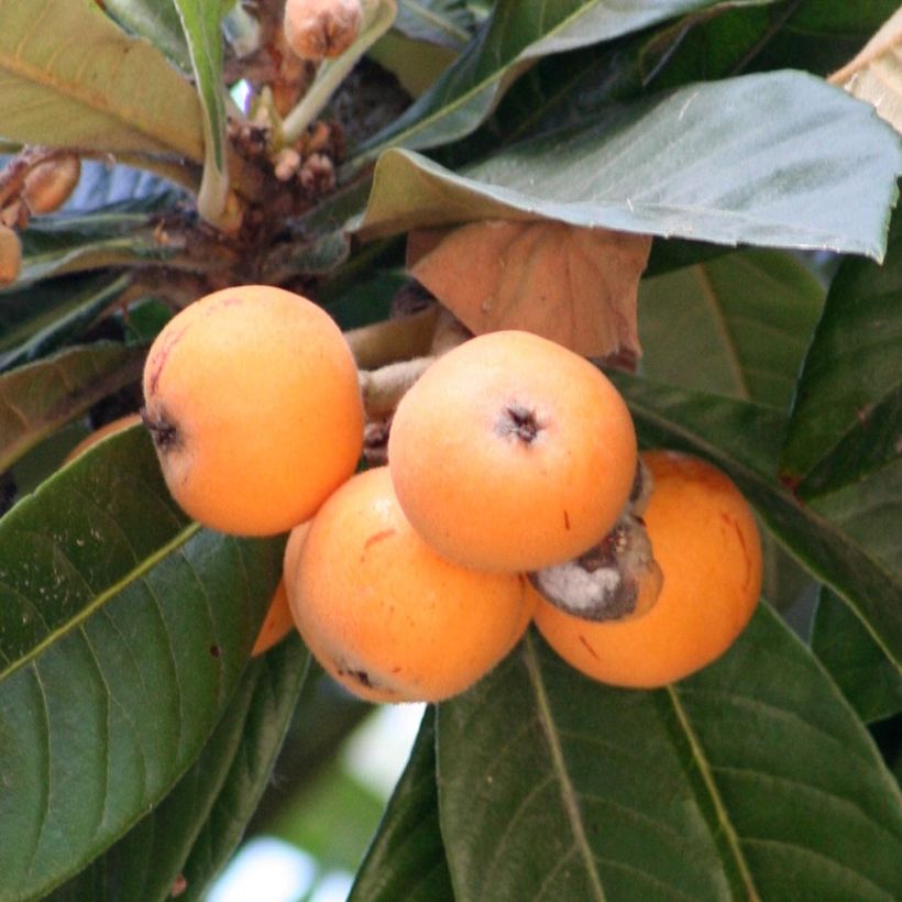 Eriobotrya japonica (Colheita)