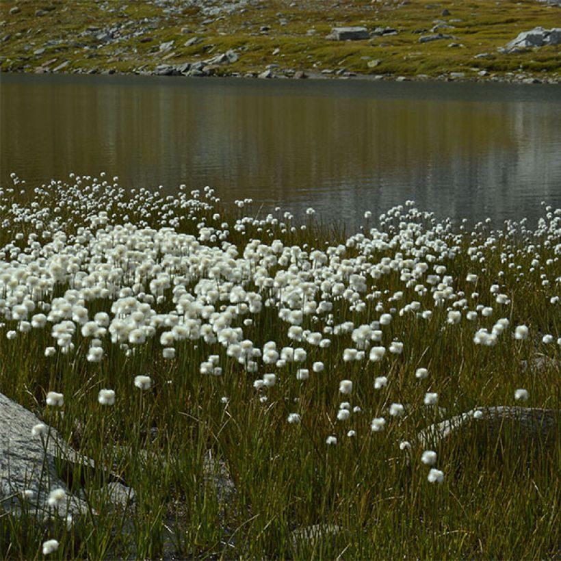 Eriophorum angustifolium (Hábito)