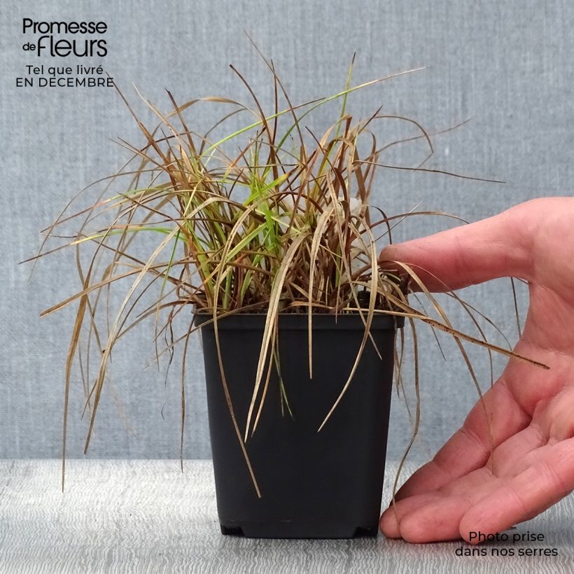 Amostra de Eriophorum angustifolium - Linaigrette à feuilles étroites Vaso de 8/9 cm tal como entregue no inverno