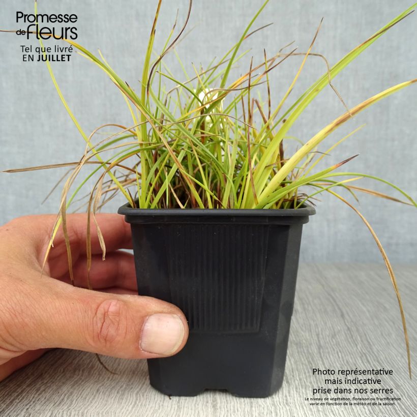 Amostra de Eriophorum angustifolium Vaso de 8/9 cm tal como entregue no verão