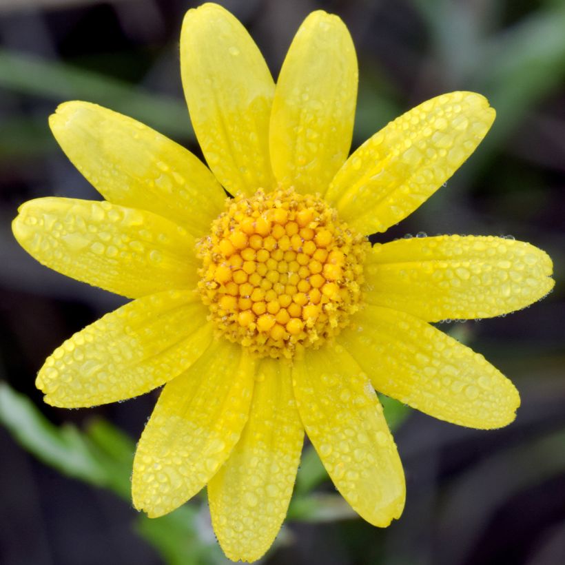 Eriophyllum lanatum Pointe (Floração)
