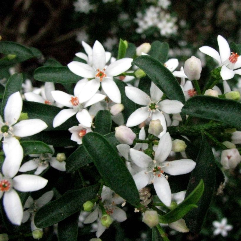 Eriostemon myoporoides (Floração)