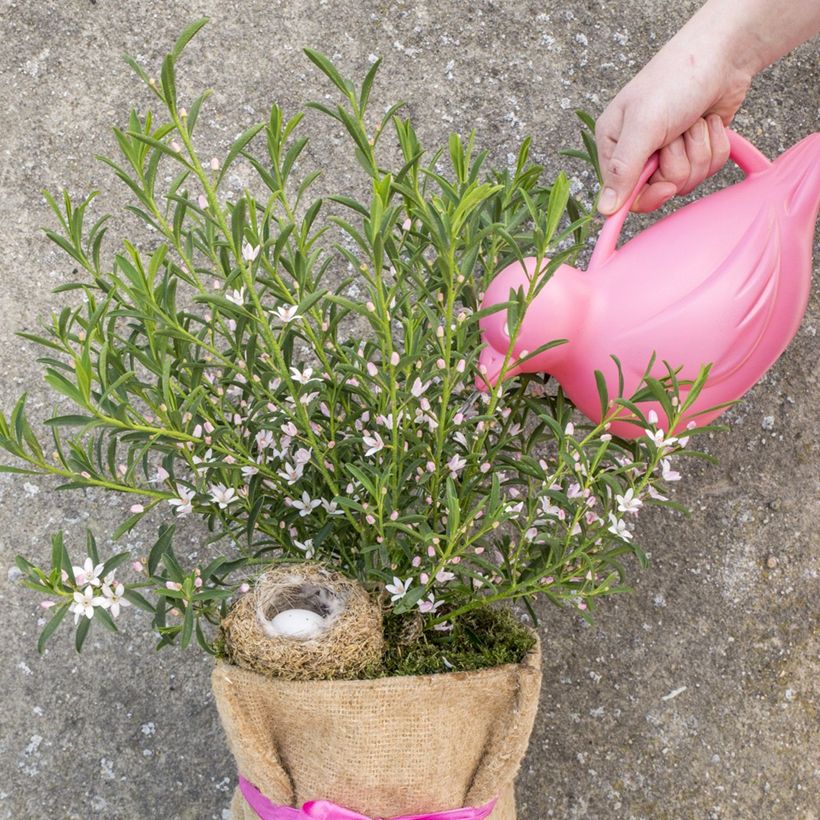 Philotheca myoporoides Flower Girl Pink (Hábito)