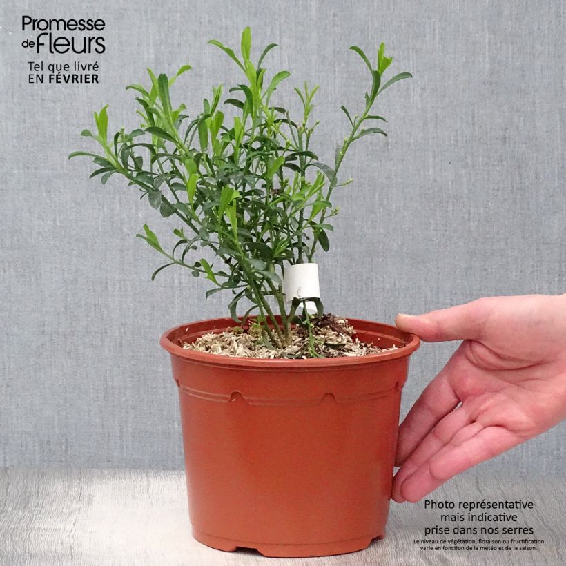 Amostra de Eriostemon myoporoides - Philotheca Vaso de 3 L/4 L tal como entregue no inverno