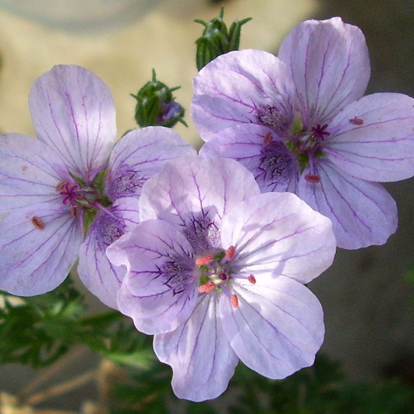 Erodium glandulosum Spanish Eyes (Floração)