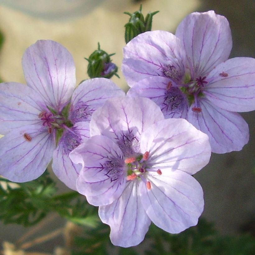 Erodium Stephanie (Floração)