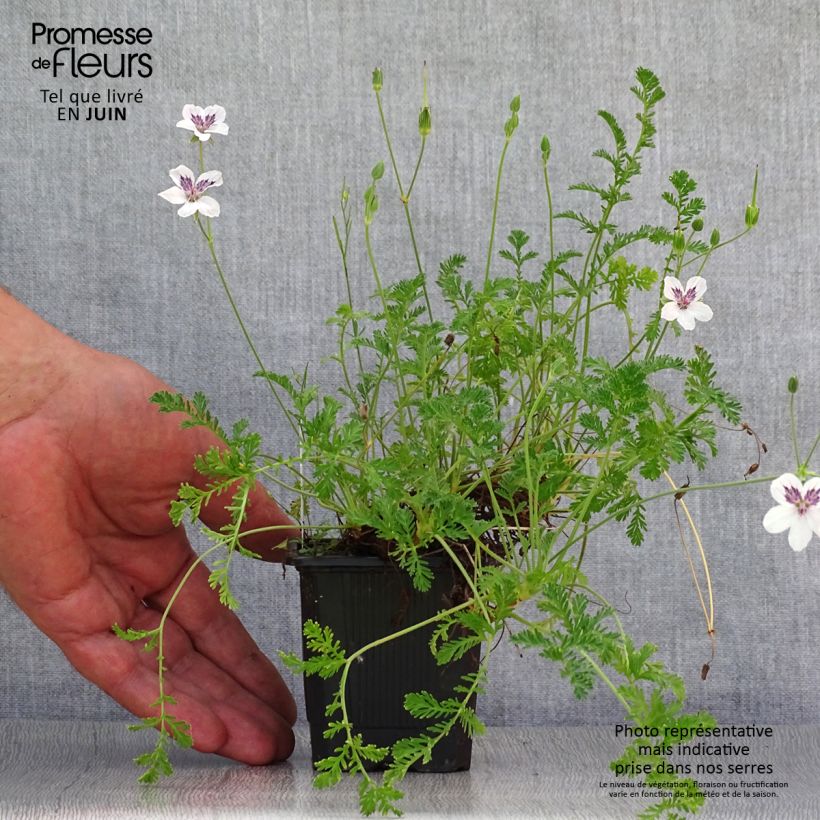Amostra de Erodium Stephanie Vaso de 8/9 cm tal como entregue no verão