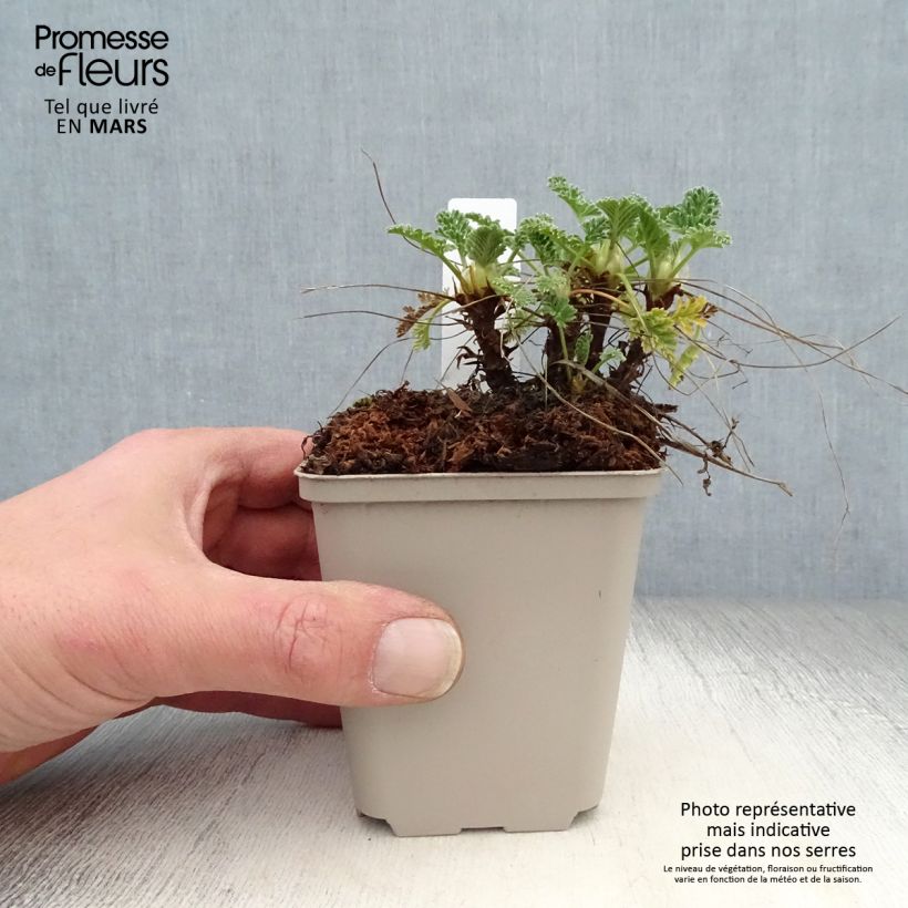 Amostra de Erodium chrysanthum Vaso de 8/9 cm tal como entregue na primavera