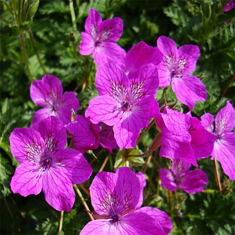 Erodium manescavii (Floração)
