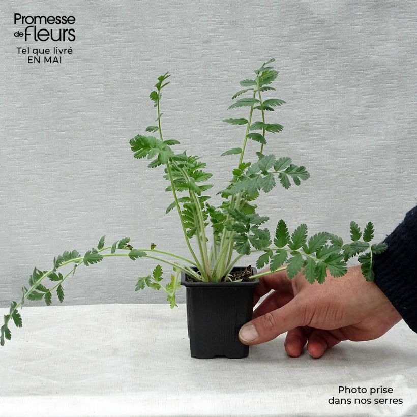 Amostra de Erodium manescavii Vaso de 8/9 cm tal como entregue na primavera