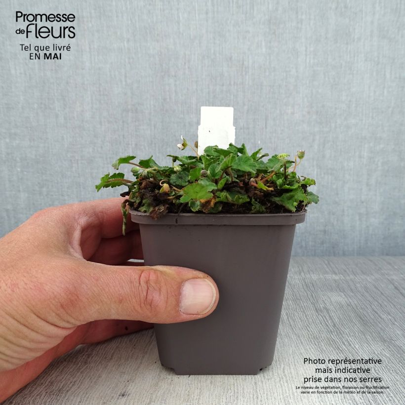 Amostra de Erodium x variabile Album Vaso de 8/9 cm tal como entregue na primavera