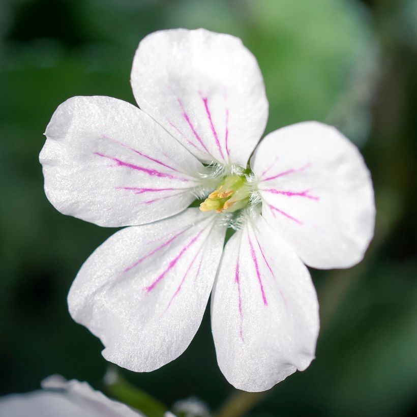 Erodium x variabile Album (Floração)
