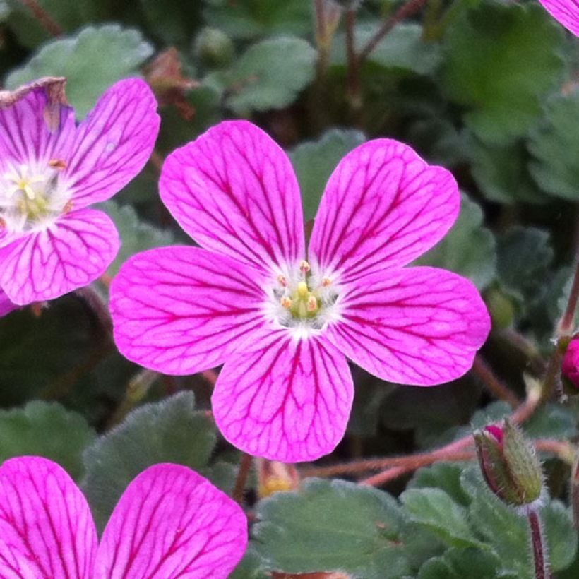 Erodium Bishops Form (Floração)