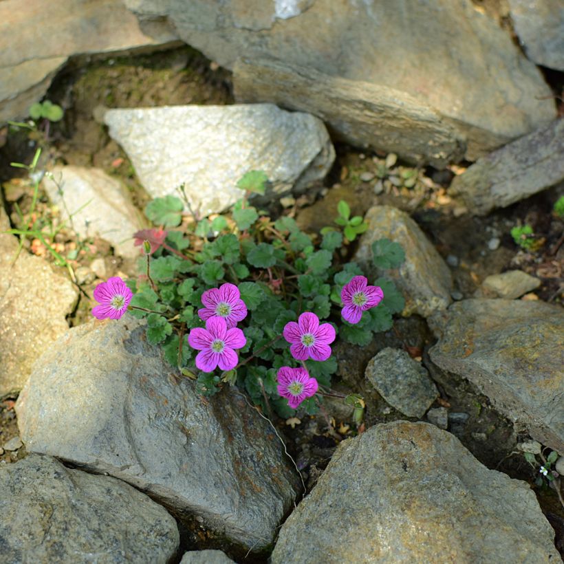Erodium Bishops Form (Hábito)