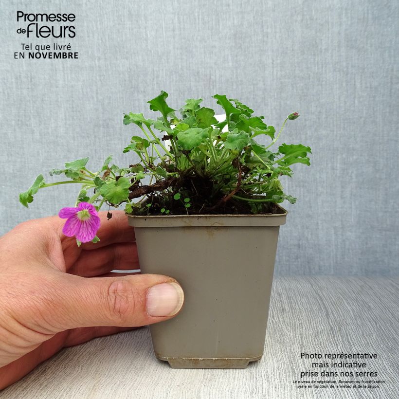 Amostra de Erodium Bishops Form Vaso de 8/9 cm tal como entregue no outono