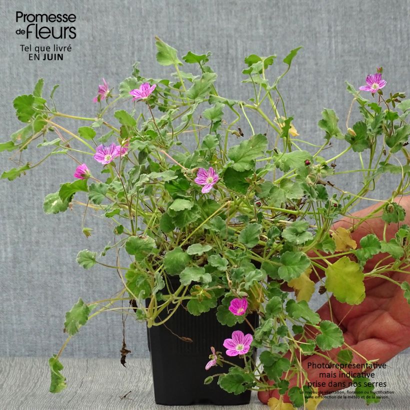 Amostra de Erodium Bishops Form Vaso de 8/9 cm tal como entregue no verão