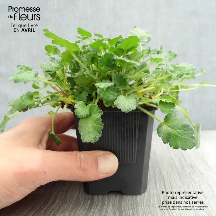 Amostra de Erodium Bishops Form Vaso de 8/9 cm tal como entregue na primavera