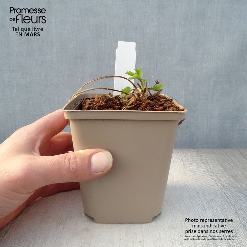 Amostra de Cardo azul Jos Eijking  - Eryngium zabelii Vaso de 8/9 cm tal como entregue na primavera