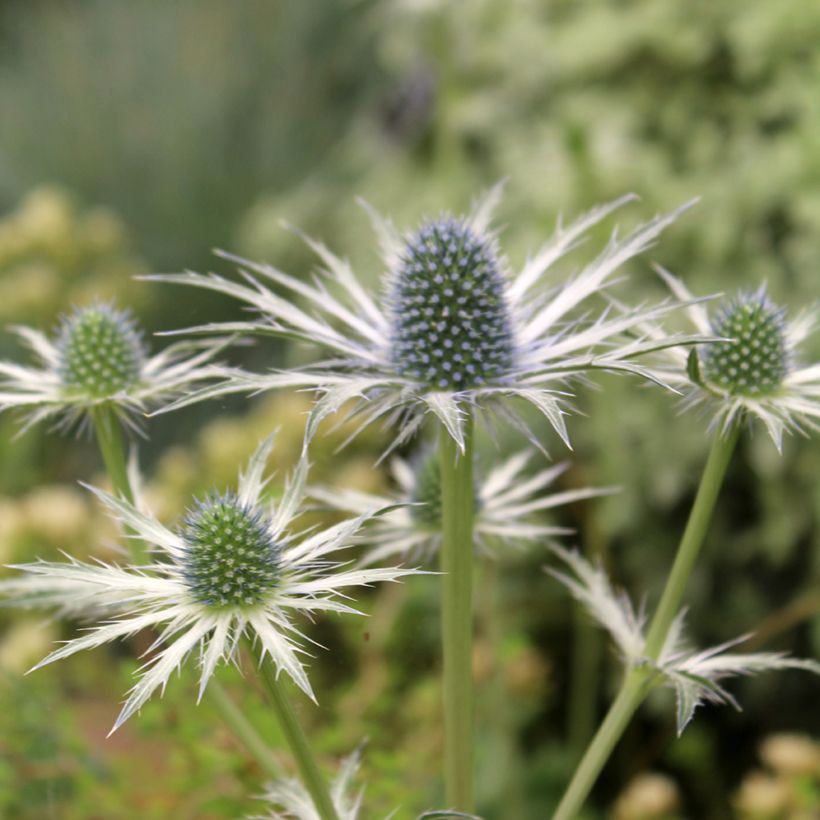 Cardo azul Jos Eijking  - Eryngium zabelii (Floração)