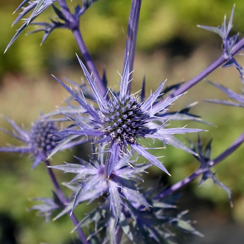 Cardo-marítimo Lapis Blue - Eryngium maritimum (Floração)