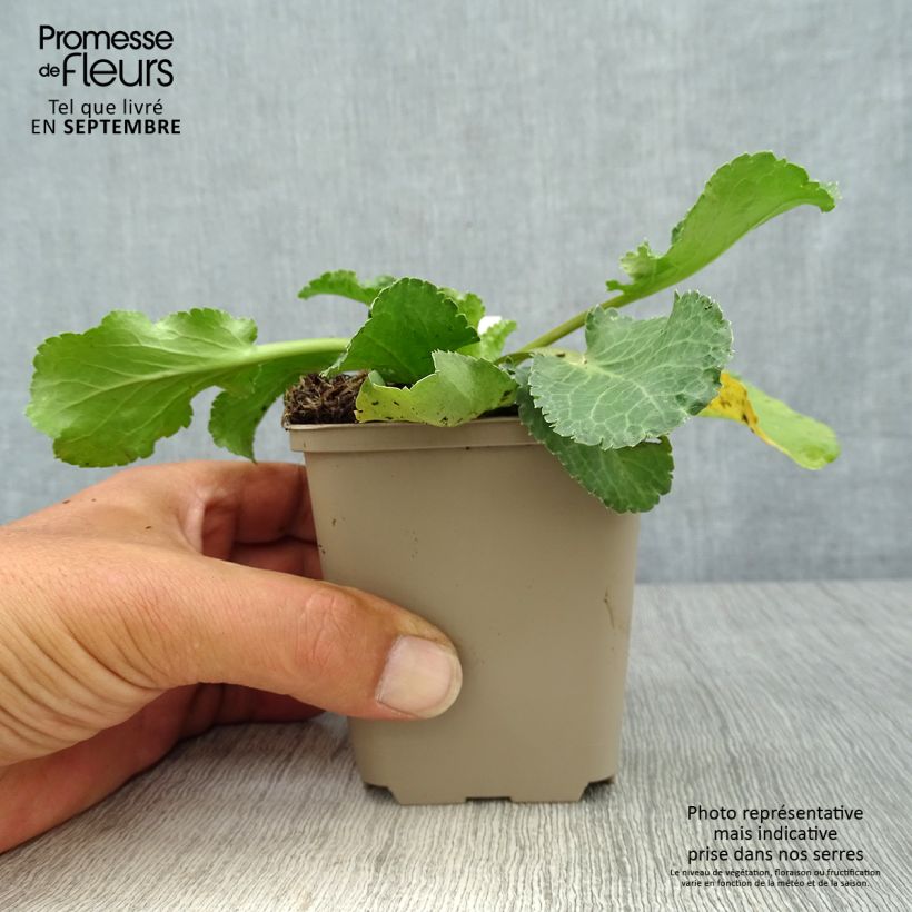 Amostra de Cardo azul Tiny Jackpot - Eryngium planum Vaso de 8/9 cm tal como entregue no outono