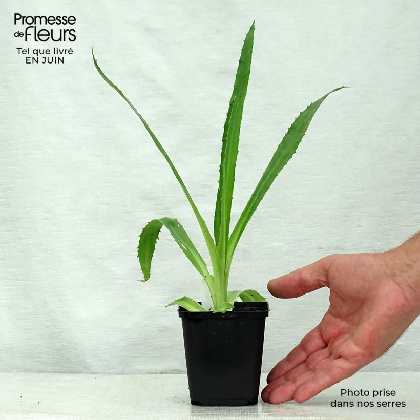 Amostra de Eryngium agavifolium Vaso de 8/9 cm tal como entregue no verão