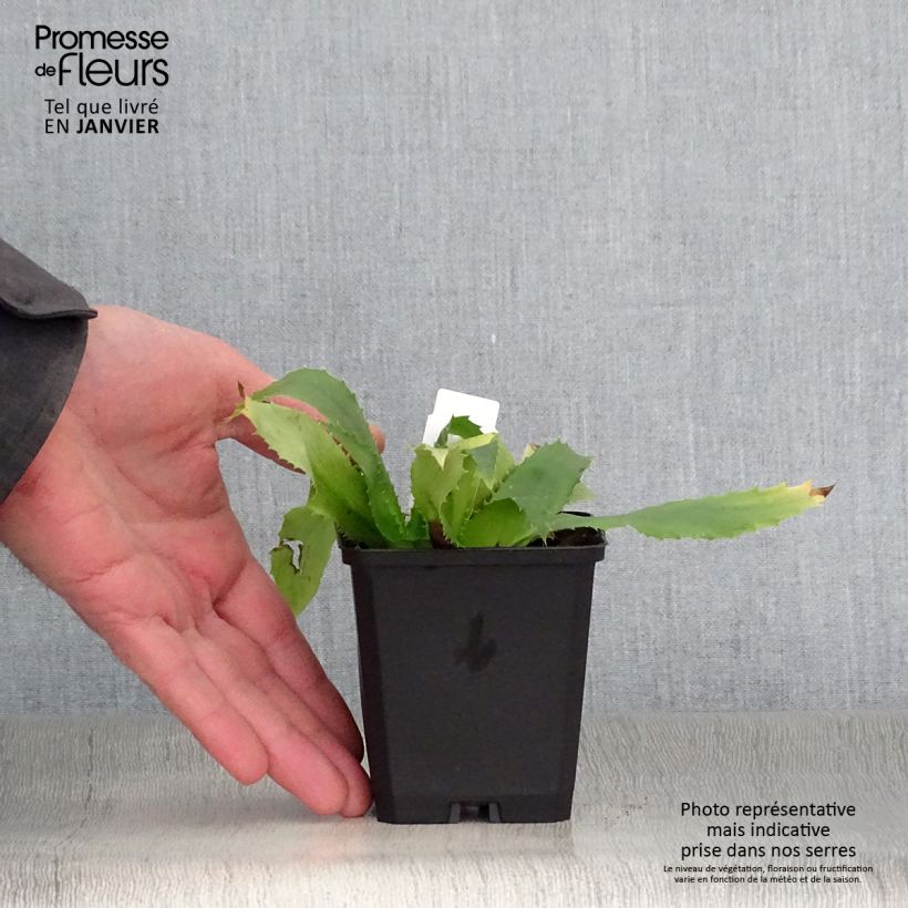 Amostra de Eryngium agavifolium - Panicaut à feuilles d'Agave Vaso de 8/9 cm tal como entregue no inverno