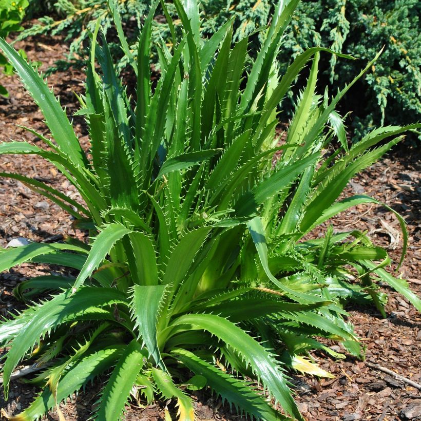 Eryngium agavifolium (Hábito)