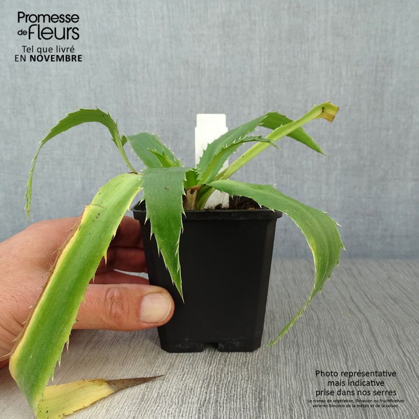 Amostra de Eryngium agavifolium Vaso de 8/9 cm tal como entregue no outono