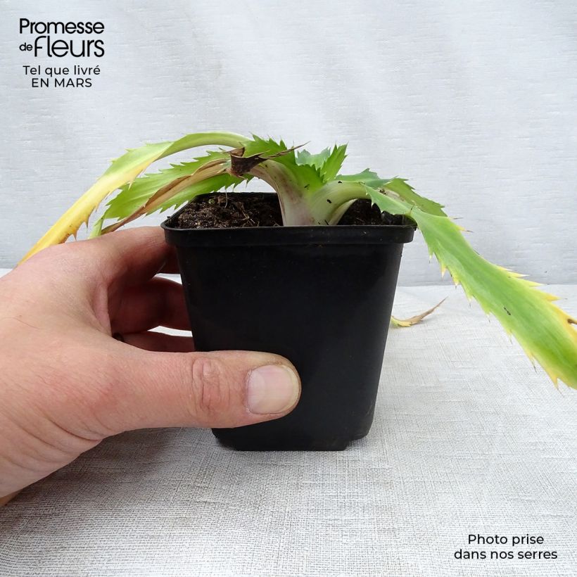 Amostra de Eryngium agavifolium Vaso de 8/9 cm tal como entregue na primavera