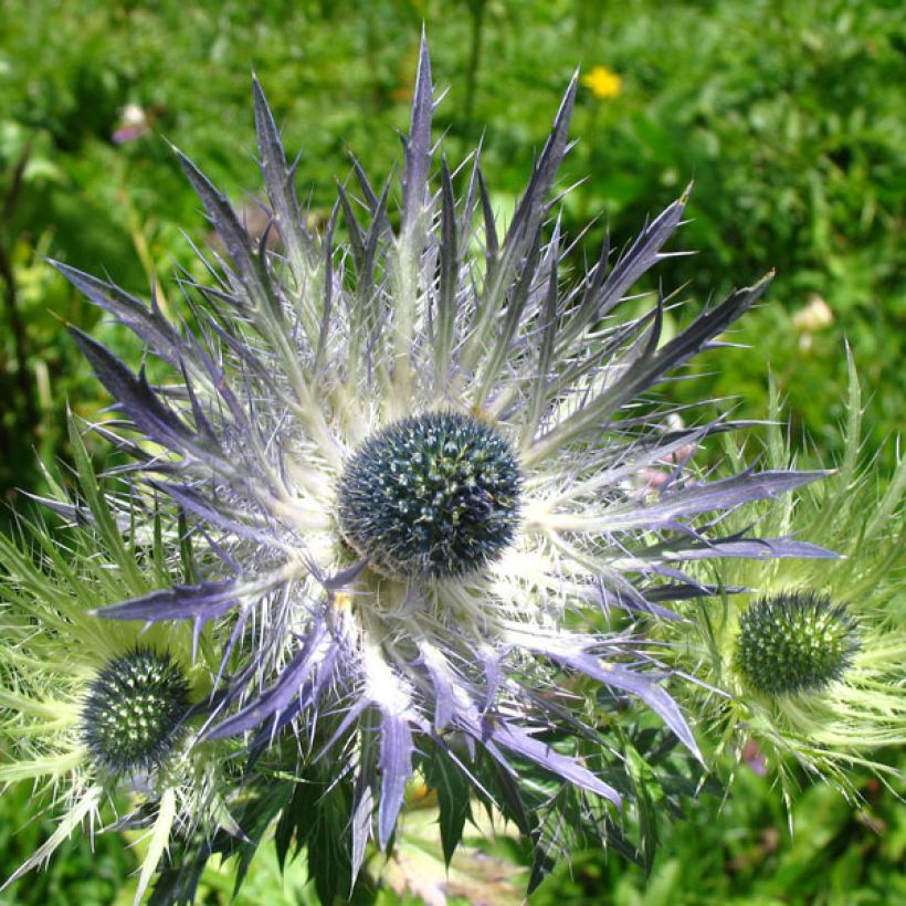 Cardo dos Alpes Blue Star - Eryngium alpinum (Floração)