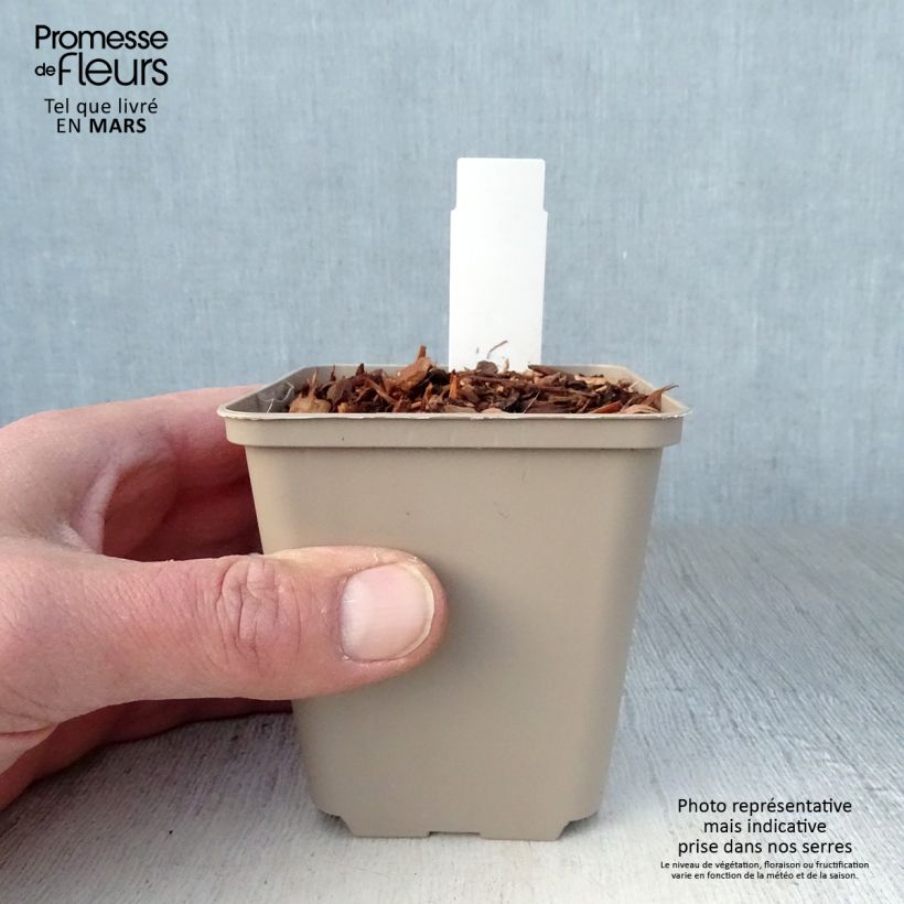 Amostra de Cardo dos Alpes Blue Star - Eryngium alpinum Vaso de 8/9 cm tal como entregue na primavera