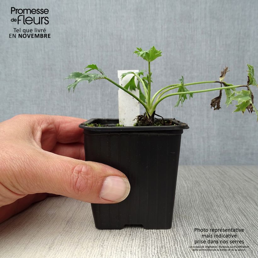 Amostra de Cardo-azul - Eryngium bourgatii Vaso de 8/9 cm tal como entregue no outono