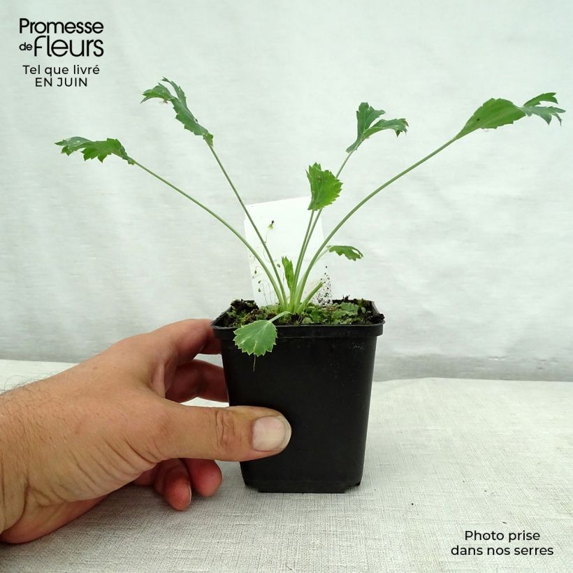 Amostra de Cardo-azul - Eryngium bourgatii Vaso de 8/9 cm tal como entregue no verão