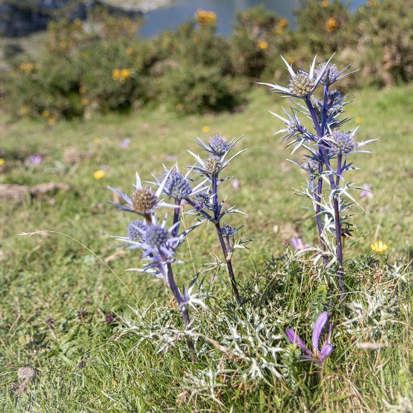 Cardo-azul - Eryngium bourgatii (Hábito)