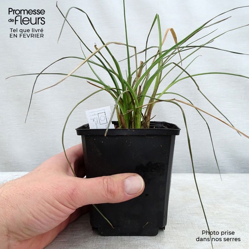 Amostra de Eryngium ebracteatum. var. poterioides - Panicaut Vaso de 2 L/3 L tal como entregue no inverno