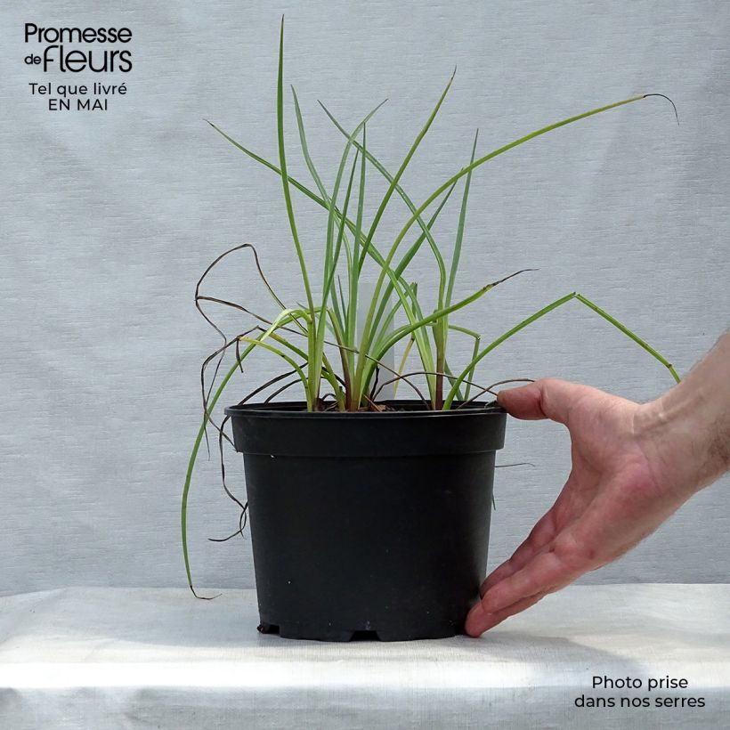 Amostra de Eryngium ebracteatum var. poterioides Vaso de 2 L/3 L tal como entregue na primavera