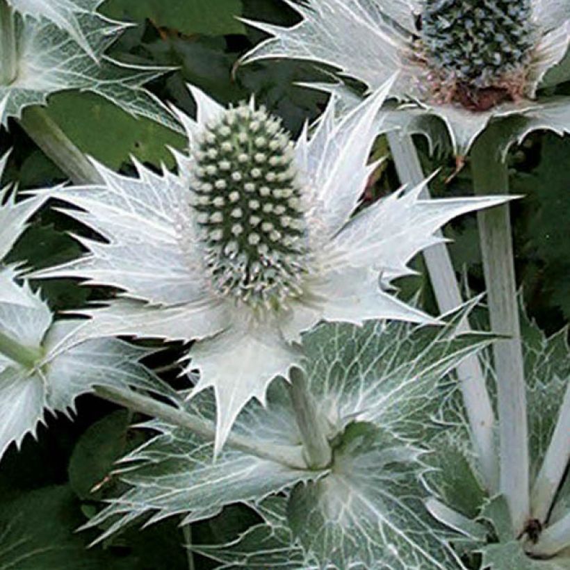 Eryngium giganteum (Floração)