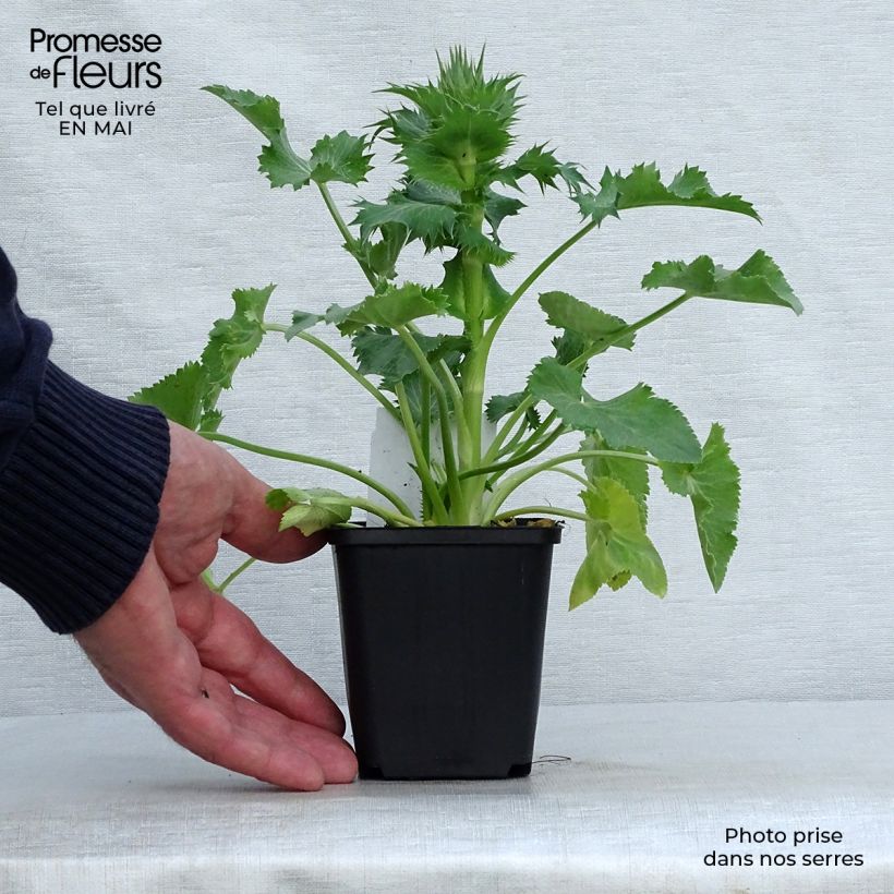 Amostra de Eryngium giganteum Vaso de 8/9 cm tal como entregue na primavera