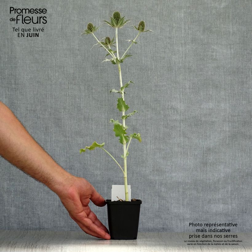 Amostra de Eryngium giganteum Vaso de 8/9 cm tal como entregue no verão