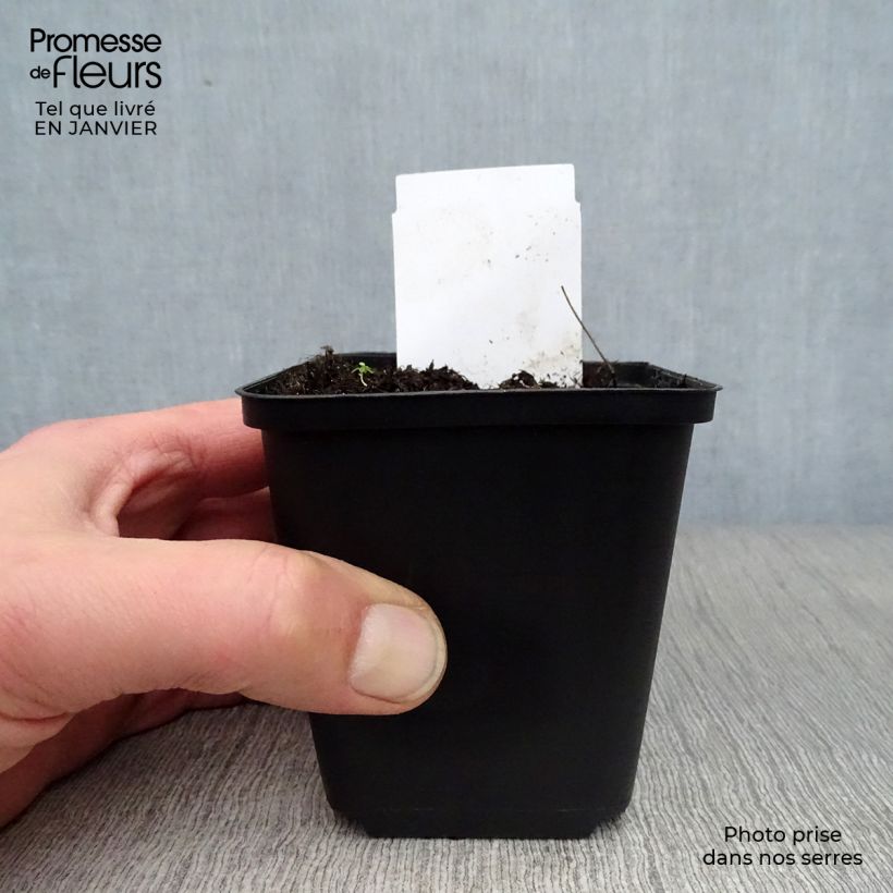 Amostra de Eryngium giganteum - Panicaut géant Vaso de 8/9 cm tal como entregue no inverno