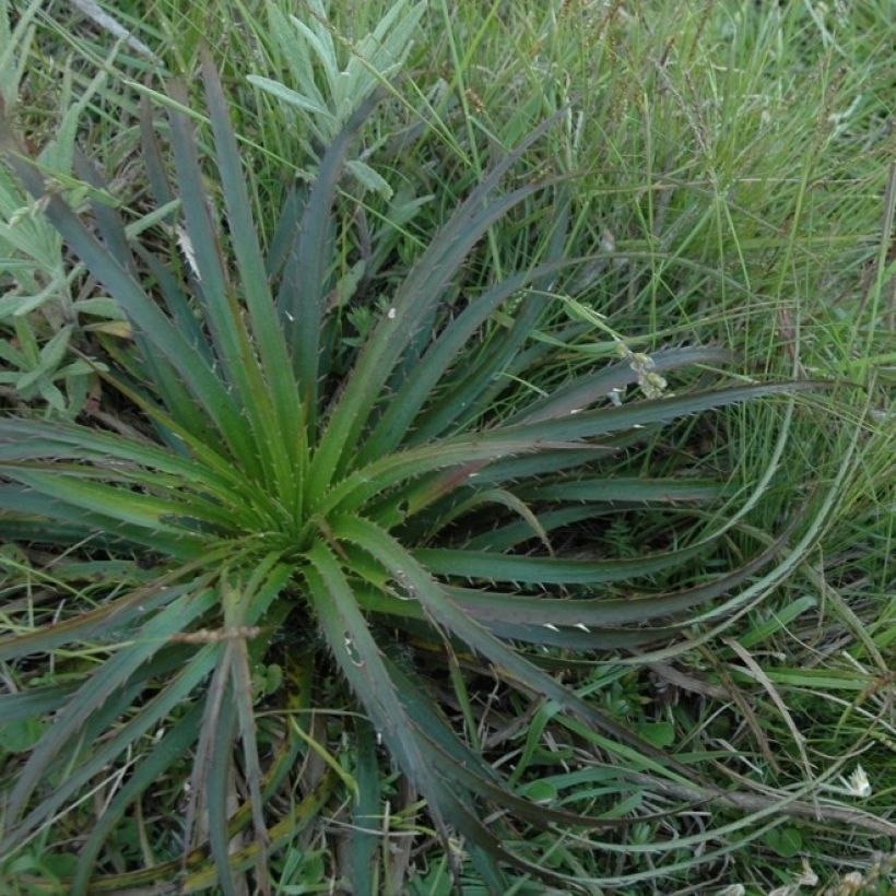 Eryngium horridum (Hábito)