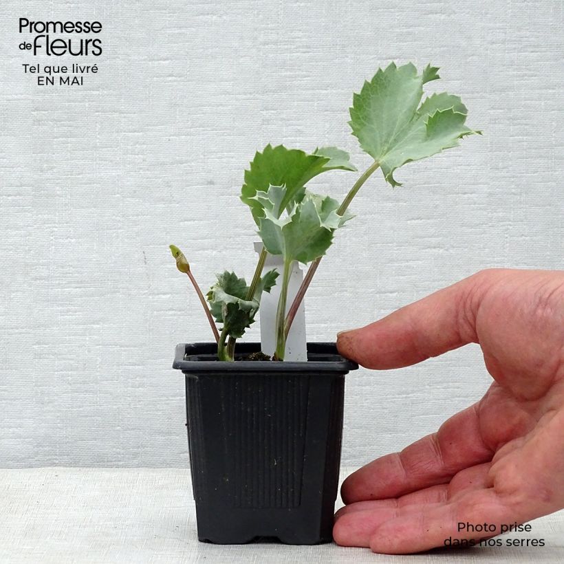 Amostra de Cardo-marítimo - Eryngium maritimum Vaso de 8/9 cm tal como entregue na primavera