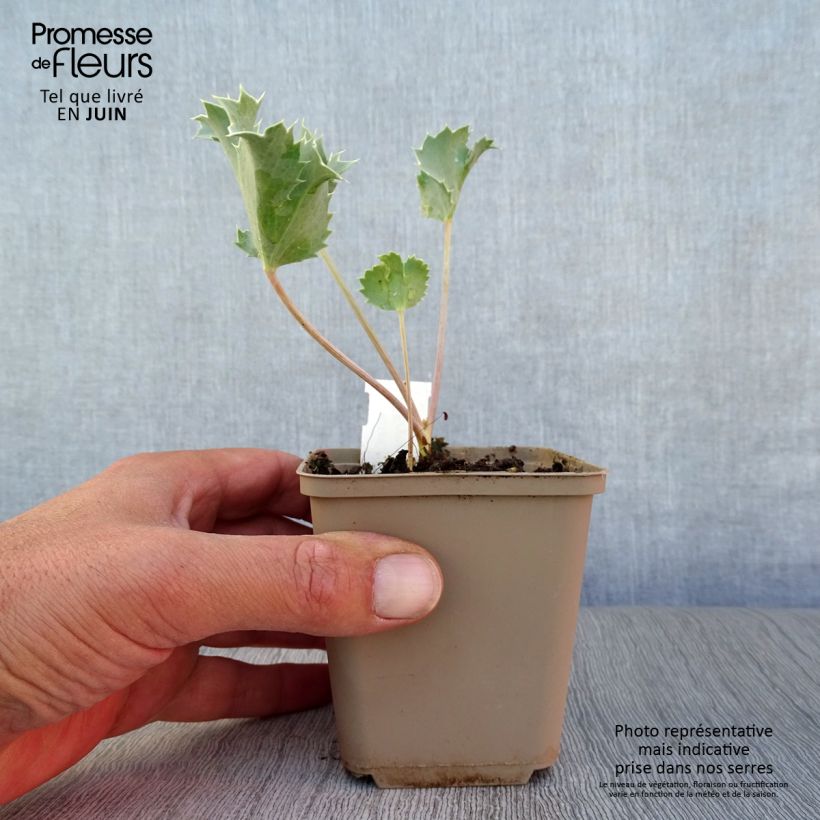 Amostra de Cardo-marítimo - Eryngium maritimum Vaso de 8/9 cm tal como entregue no verão