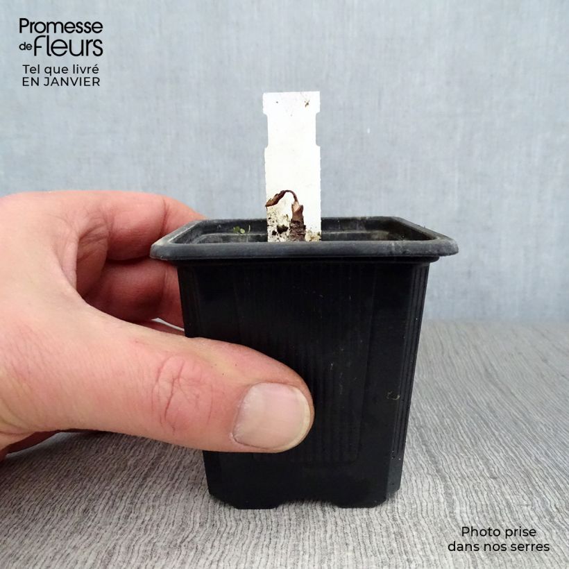 Amostra de Eryngium maritimum - Panicaut maritime Vaso de 8/9 cm tal como entregue no inverno