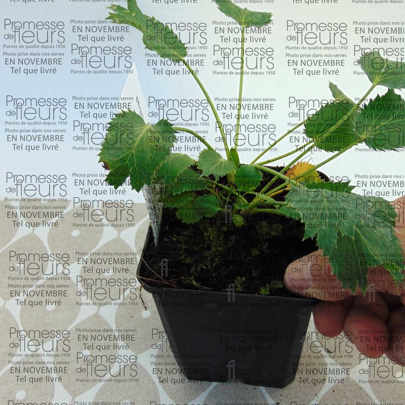 Exemplo de amostra de Eryngium oliverianum - Panicaut Vaso de 8/9 cm tal como entregue